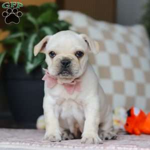 Raine, French Bulldog Puppy